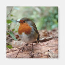 Search for depth of field magnets Bird