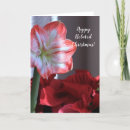 Search for amaryllis christmas cards Flowers