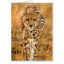 Recherche de portrait de guépard Image en couleur
