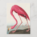 Search for john audubon postcards Nature
