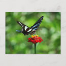 Recherche de stries cartes postales Strié
