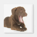 Search for yawning magnets Dog