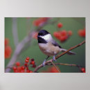 Search for perching bird posters Chickadee