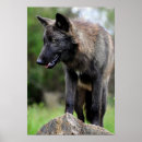 Recherche de noir loups posters Canine