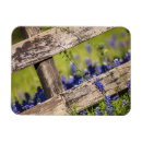 Search for texas bluebonnet Floral