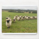 Recherche de moutons noirs tapis souris Agneau