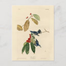 Search for audubon birds of america postcards Illustration
