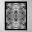 Search for gladiola posters Photography