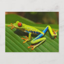 Recherche de poussette cartes postales Animal