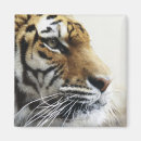 Search for hokkaido magnets Wildlife