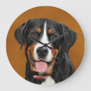 Search for greater swiss mountain dog Canine
