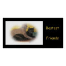 Recherche de chat domestique posters Chats