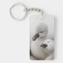 Search for mute swan keychains Wildlife