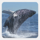 Search for sea mammal stickers Whale