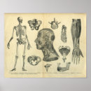 Recherche de physiologie posters Humain