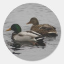 Recherche de drake autocollants Oiseau