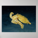 Search for octopus calendars Sea