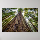 Search for humboldt posters Redwood