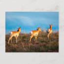 Recherche de antilopes cartes postales États unis