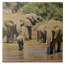 Search for african elephant tiles Adam jones