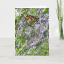 Search for lavender cards Butterflies