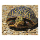 Search for painted turtle posters Shell