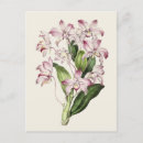Search for dendrobium postcards Flower