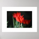 Recherche de tulipe rouge posters Fleurs