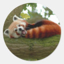 Search for panda stickers Mammal