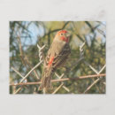 Search for finches postcards Red