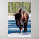 Recherche de danita delimont posters Faune