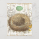 Search for bird eggs postcards Brown