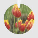 Search for tulip ornaments Garden