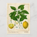 Search for medicinal plants postcards Herb