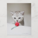Recherche de jouet cartes postales Chat