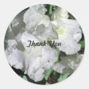 Recherche de iris blanc Anniversaire