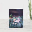 Search for vinca cards Purple