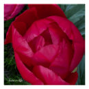 Recherche de pivoines posters Amour