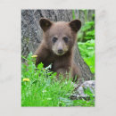 Recherche de ourson cartes postales Ours brun