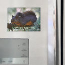 Search for squirrel photo magnets Rodents