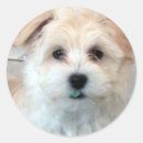 Search for havanese dog stickers Cute