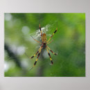 Search for black spider posters Web