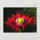 Search for raining postcards Poppy