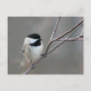 Search for chickadees postcards Poecile atricapillus