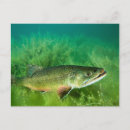Recherche de tote cartes postales Faune