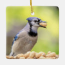 Search for blue jay ornaments Animal