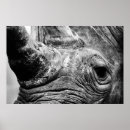Search for rhinos posters Wild