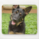 Recherche de chiot berger allemand tapis souris Parc