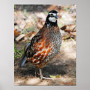 Recherche de cailles posters Animaux