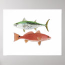 Search for marlin art Tuna